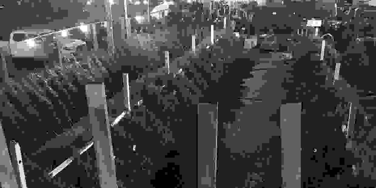 Christmas Trees and More!! Village Green Nurseries